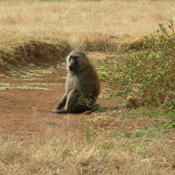 ... and baboons.