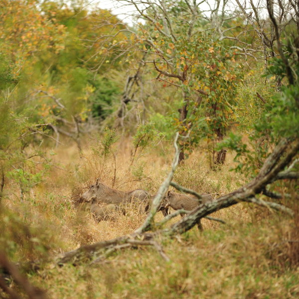 with wildlife