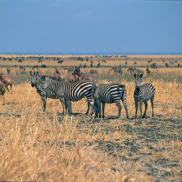 The dry season from August until early November is the best time to discover game ...