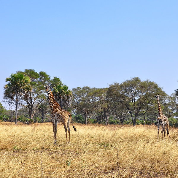 ... like giraffes ...