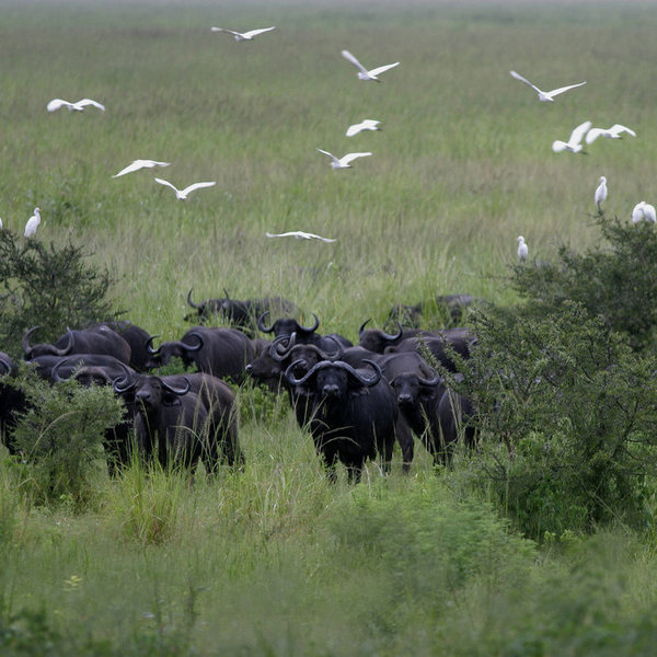 ... herds of buffalos ...