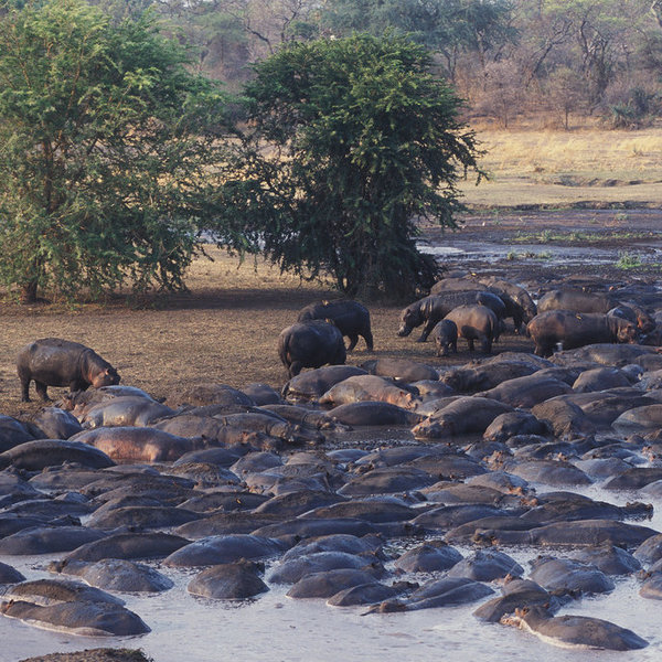 ... hippos ...