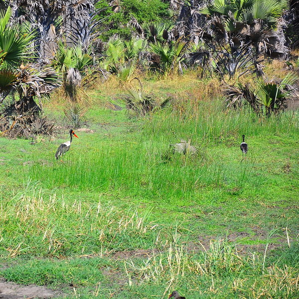 ... herons ...