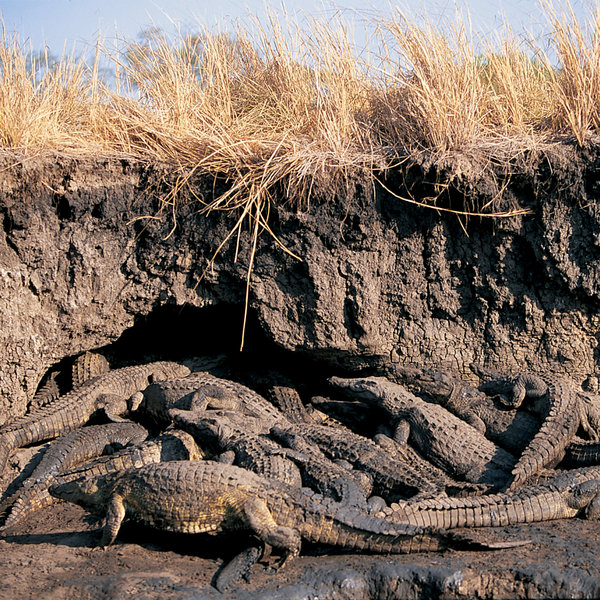 ... and crocodiles which shelter in holes in the river bank.