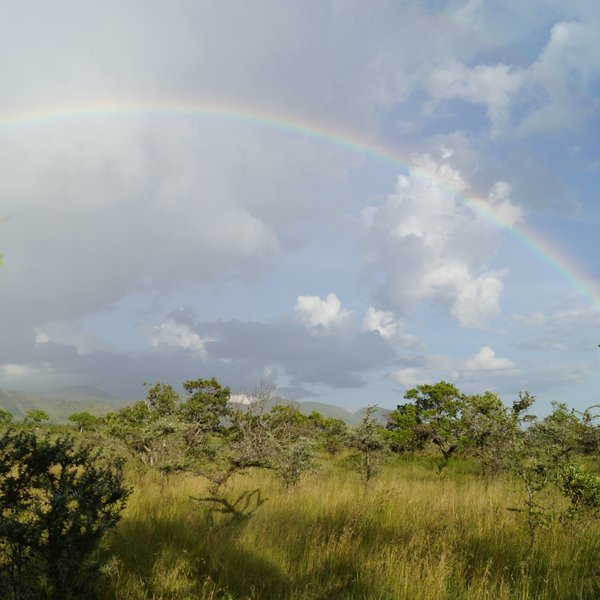 Amboseli lies sprawled beneath Kilimanjaro on the Kenya-Tanzania border…