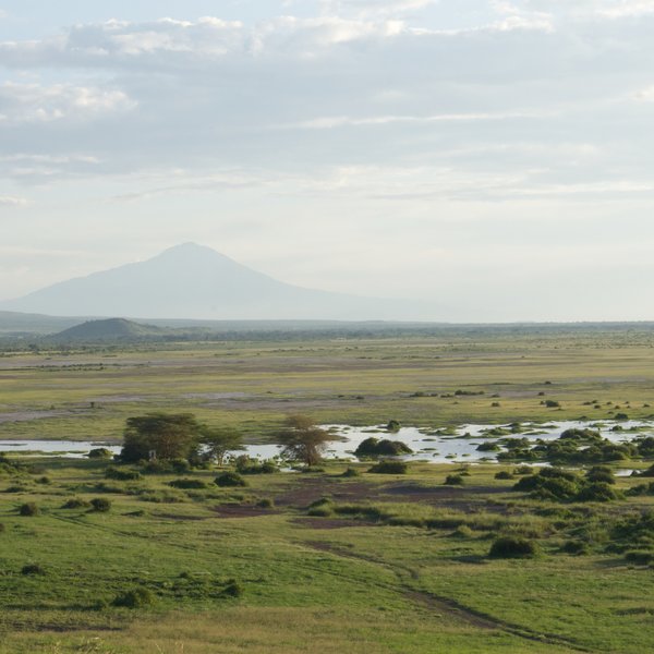 The snow melts through the mountain and emerges in the swamps of Amboseli.