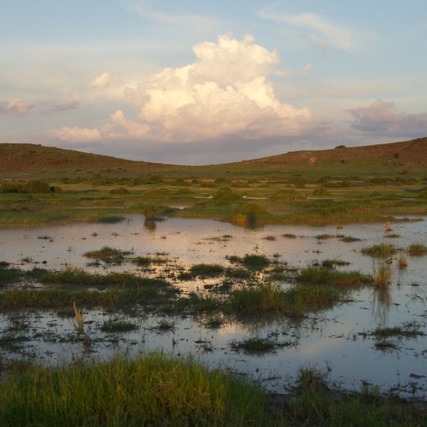 The wetlands are a huge draw for the wildlife of the region…