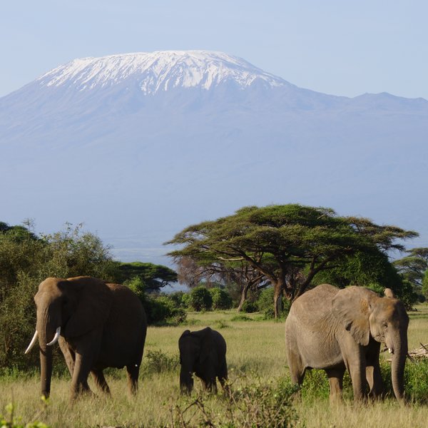 … especially elephants, which come to the swamps every day…