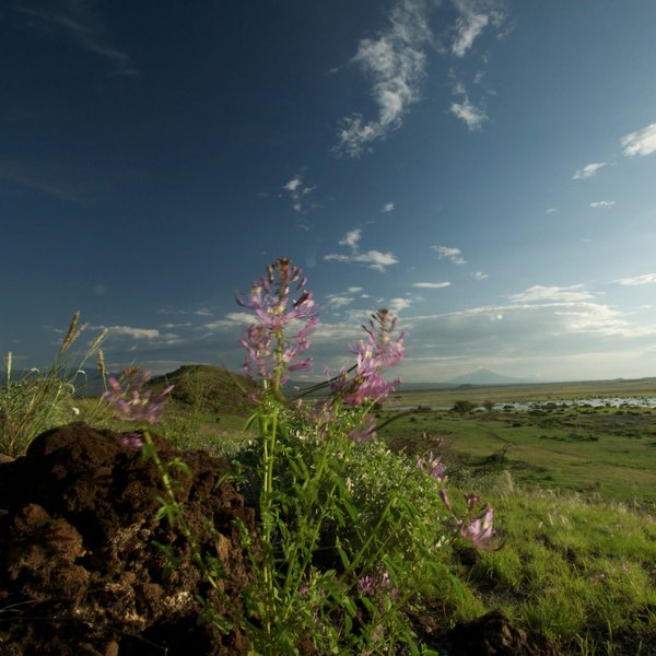 …herbs and other vegetation.