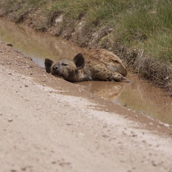 Many zebra foals fall prey to Amboseli's hyenas – here cooling off after a hunt.