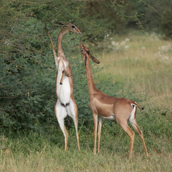 …as well as being Kenya's sounthernmost home of the long-necked, browsing gerenuk.