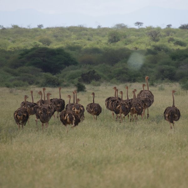 The grasslands are also home to large numbers of ostriches…