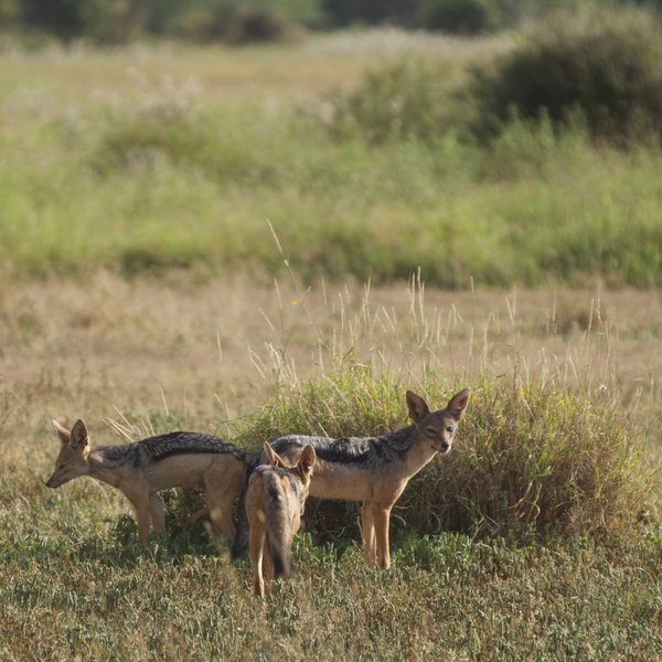 …and those opportunistic camp followers, black-backed jackals – usually seen in pairs.