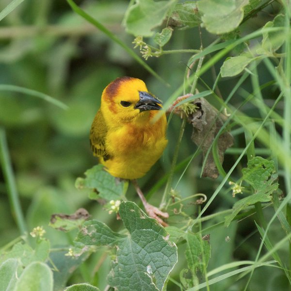 …Taveta golden weavers…