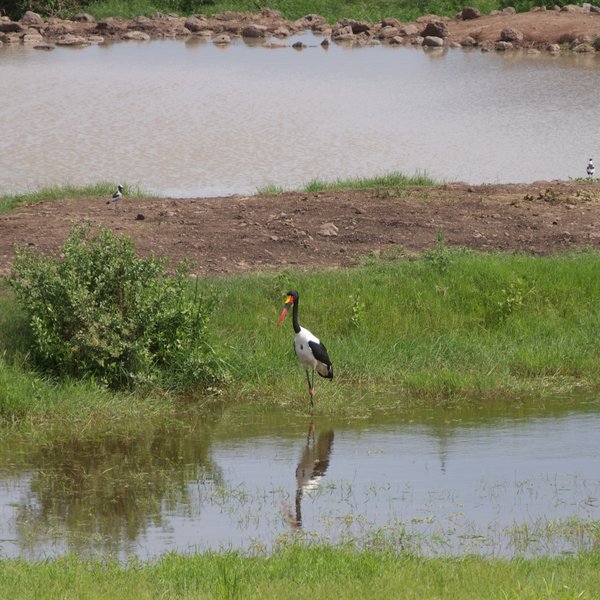 …and impressive saddle-billed storks, among a list of nearly 400 species around the park.