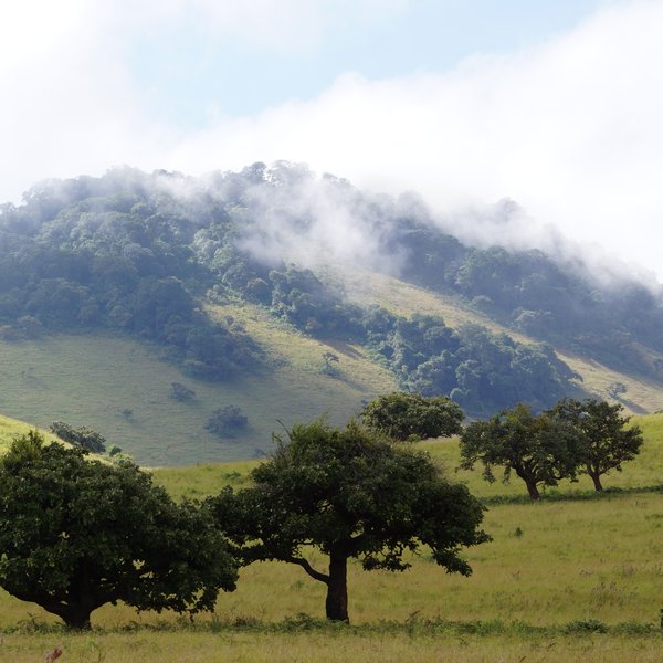 East of Amboseli, the mossy cloud forests of the Chyulu Hills are a stunning contrast.