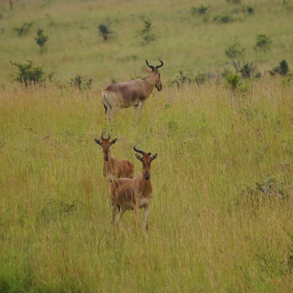 Their slopes are grazed by Coke's hartebeest, or kongoni.