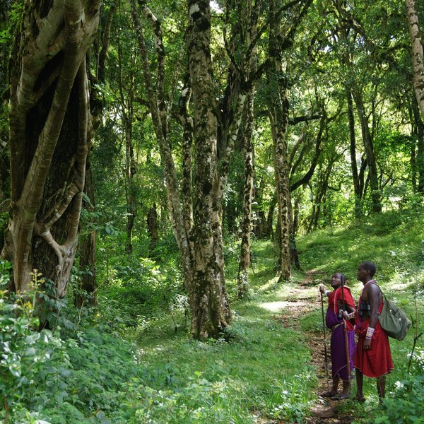 Walking in the cloud forest, with guides from Ol Donyo Lodge or Campi ya Kanzi, is easy to do.