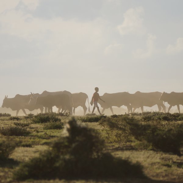 Below the Chyulus, on the plains of Kuku Group Ranch, you can watch Maasai herders…