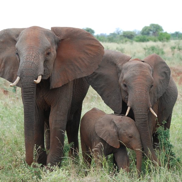 The "big five" can all be seen here, including good numbers of elephants…