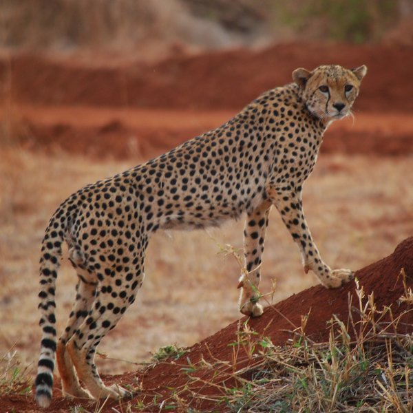... elegant cheetahs ...