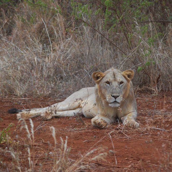 ... and plenty of lions ...