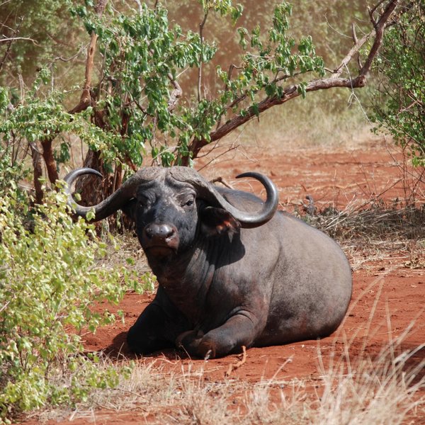 ... preying on some of the biggest herds of buffalo in Kenya.