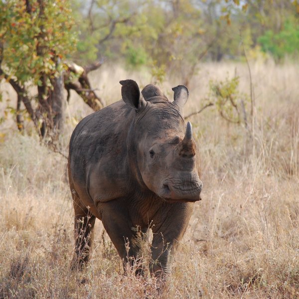 Black and white rhinos breed at the successful sanctuary in one corner of the park.