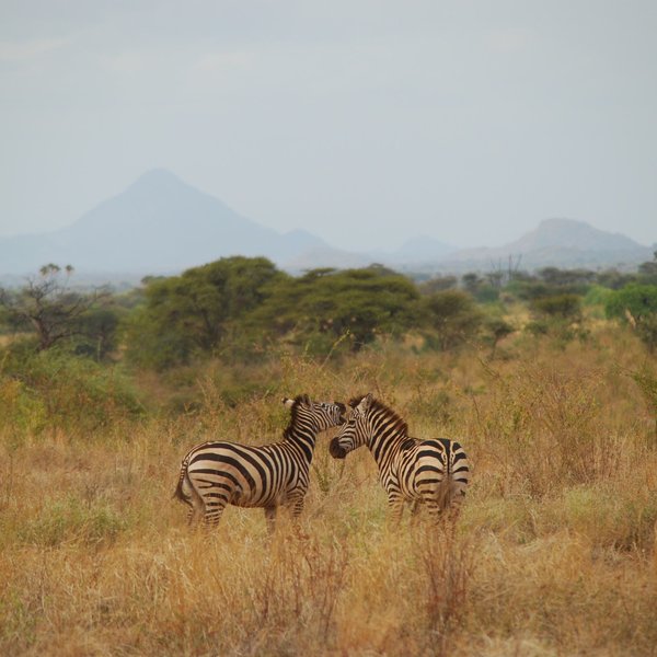 Meru has many more savannah species to discover ...