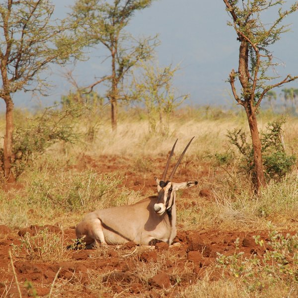... such as the Beisa oryx ...