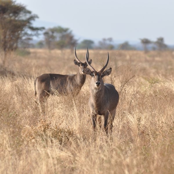 ... waterbuck ...