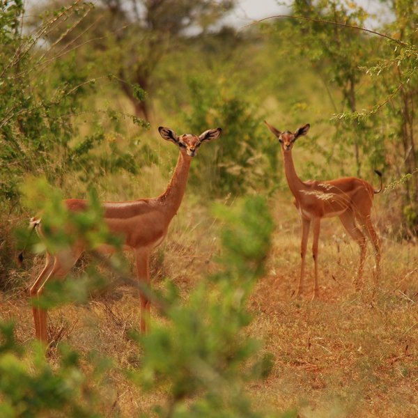 ... long-necked gerenuk gazelles ...
