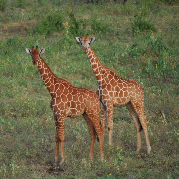 ... reticulated giraffe ...