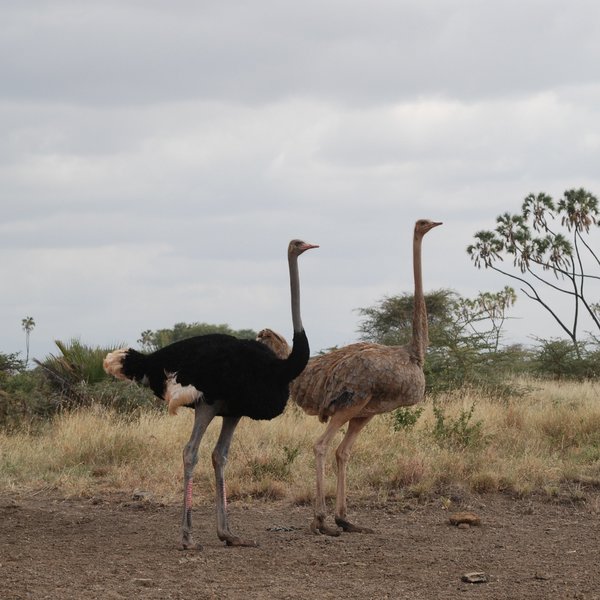 ... and unmistakable Somali ostriches.