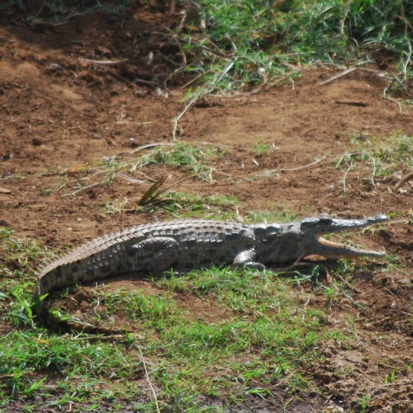 In most of Meru's many streams you can spot crocodiles…