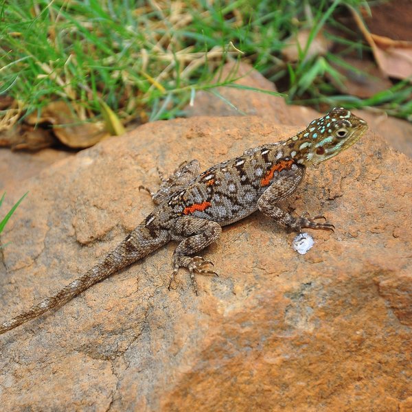 ... and the bush harbours many other interesting inhabitants, like this agama.