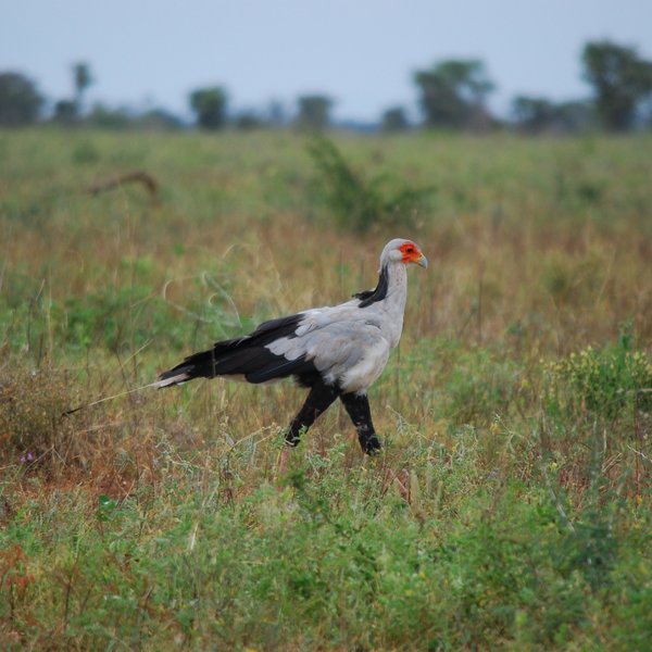 Meru's birdlife, like this secretary bird, is also very worthwhile ...