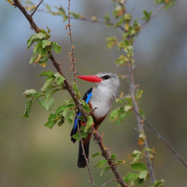 ...and numbers more than 300 species - among them this grey-headed kingfisher.
