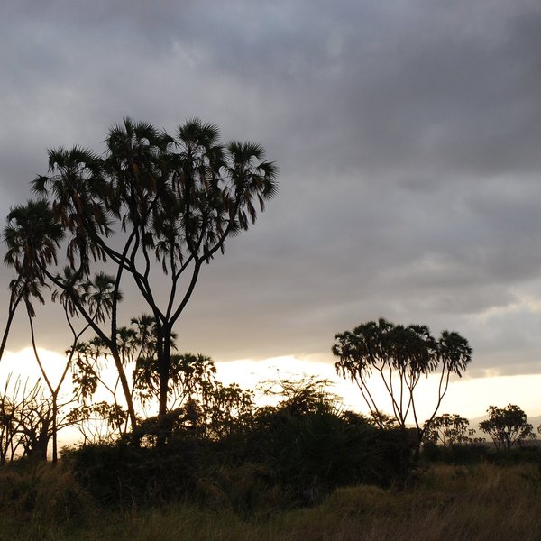 …and Meru's fascinating vegetation and landscapes are always rewarding.