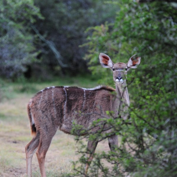 ... nyala ...