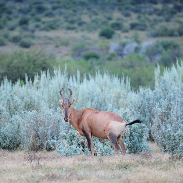 ... black hardebeest ...