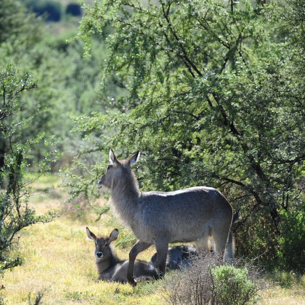 ... waterbuck ...