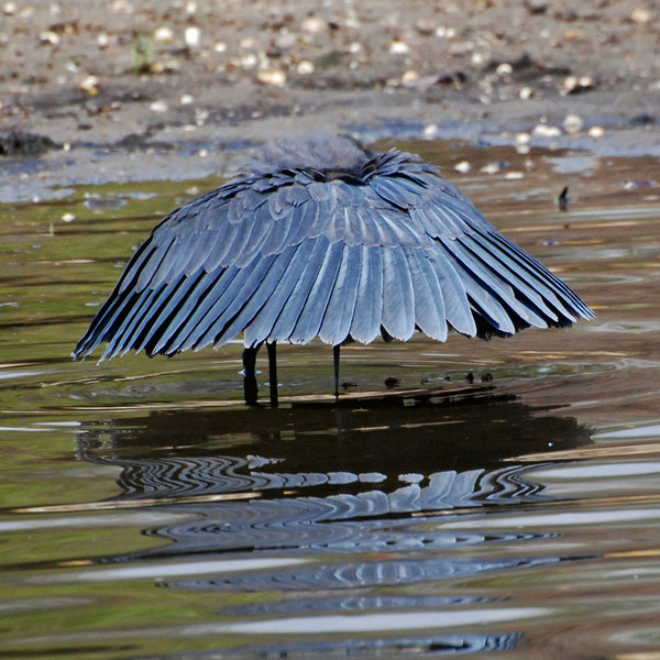 Зонтичная птица. Амазонская зонтичная птица. Умбрелла Бирд. Эквадорская зонтичная птица. Птица зонтик.