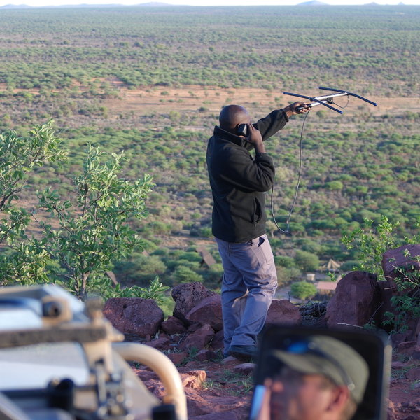 The focus of the activities here is on tracking the radio-collared big cats in the reserve, including...