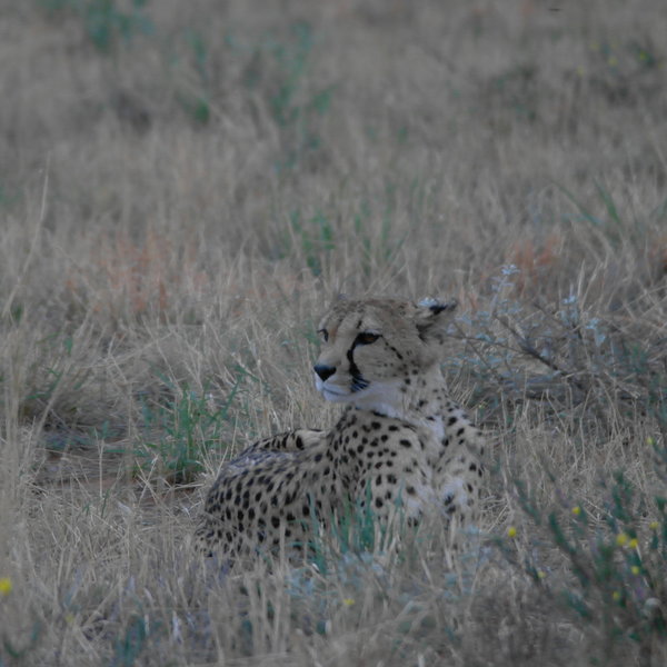 Although the animals are radio-collared they live and hunt independently.