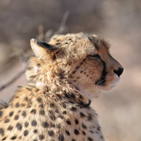 ...Cheetah which are being rehabilitated for release...