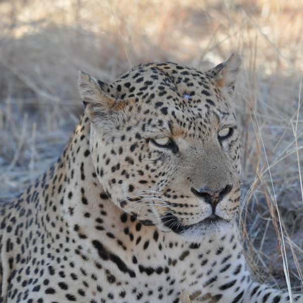 ...and Leopard which live completely wild in the reserve.