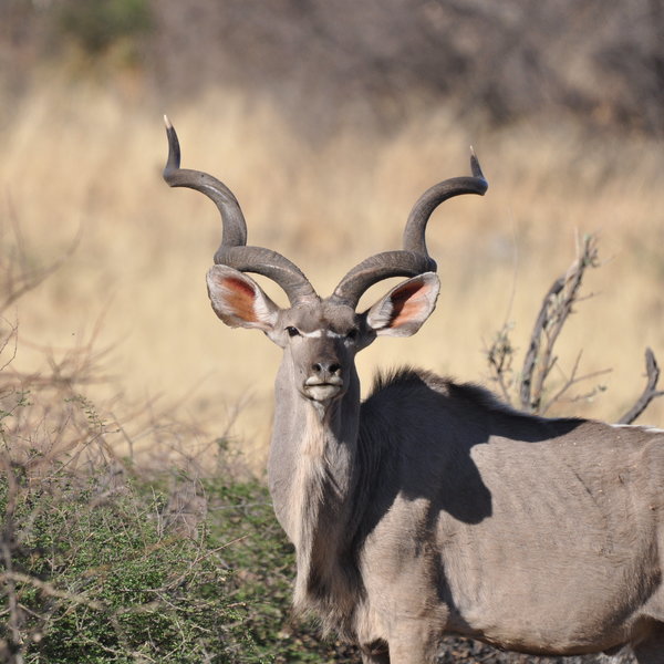...Greater kudu...