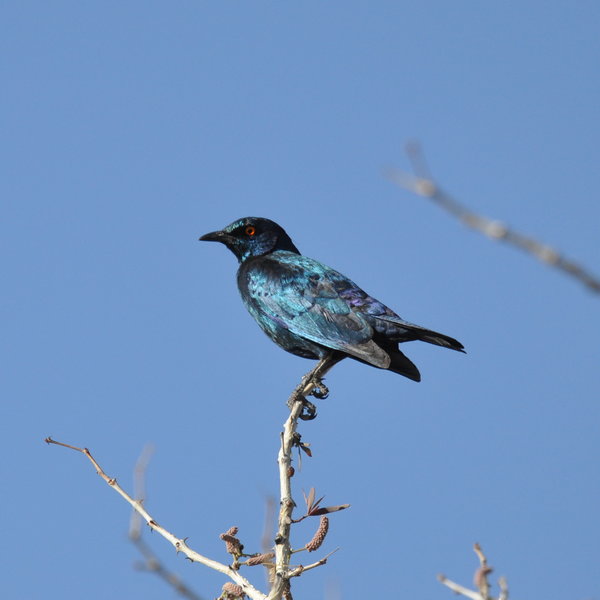 ...over 250 species have been recorded.