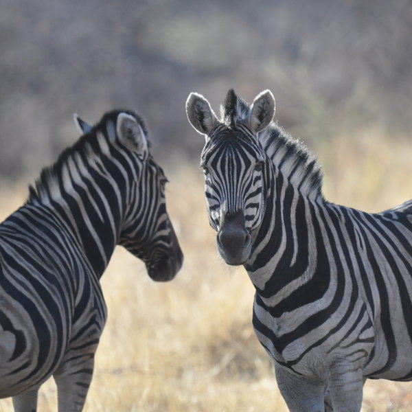 ...and both Burchell's and Hartmann's mountain Zebra.